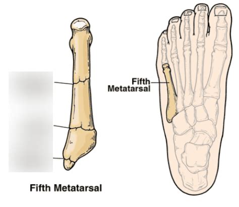 Rtca Week Toes Foot Heel Ankle Phalanges Metatarsals