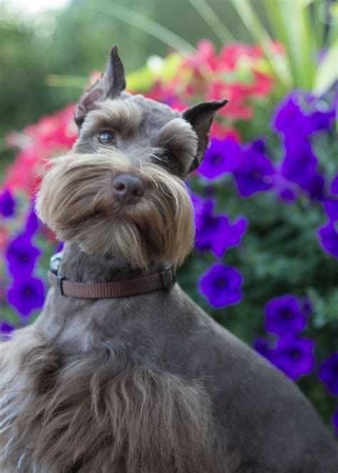 Chocolate Schnauzer