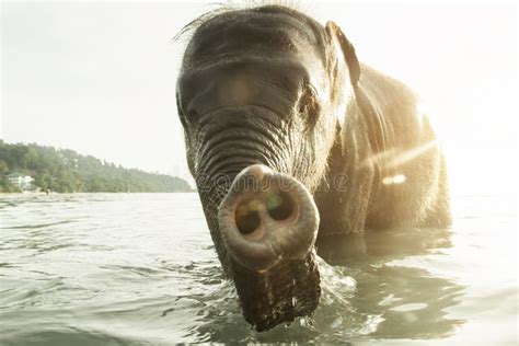 An Elephant Swim in the Gulf of Thailand. Koh Chang Island. Stock Image ...