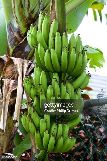 139 Jamaica Banana Stock Photos High Res Pictures And Images Getty