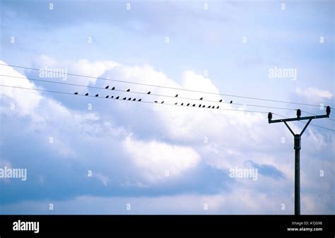 BIRDS ON POWER LINES Stock Photo - Alamy