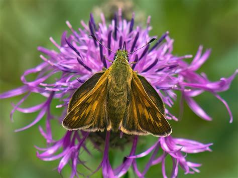 Rostfarbiger Dickkopffalter Ochlodes Sylvanus 2 Flickr