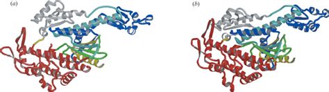 A Ribbon Diagrams Of Post Rigor Myosin Ii Rayment Et Al A And