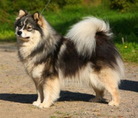 Finnish Lapphund Dog Breed Information, Images, Characteristics, Health