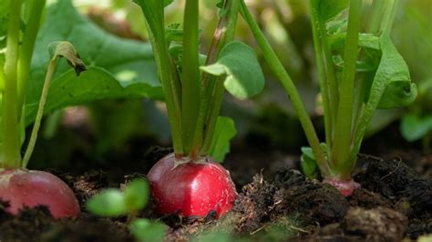 Rábanos Guía básica para poderlos cultivar en un huerto casero y