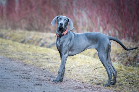 Weimaraner Dog Breed Info - Pictures, Facts, Traits, & More!