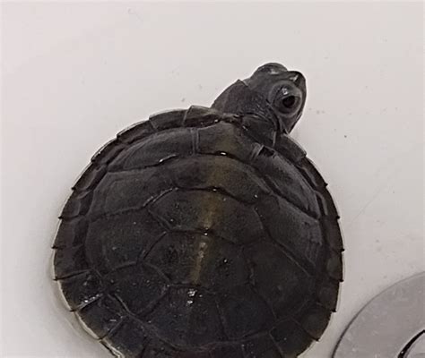 12 Amazing Red Eared Slider Morphs All Turtles