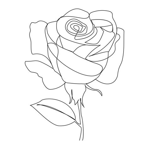 Continuous One Line Rose Flower Drawn Outline Vector Art Illustration