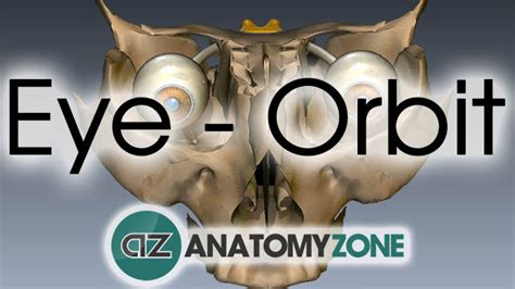 Orbit Bones | Eye Anatomy