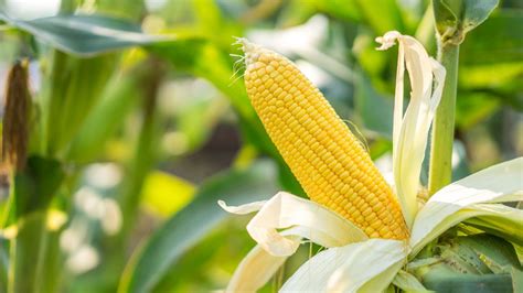 Cómo Cultivar Maíz En Casa Paso A Paso