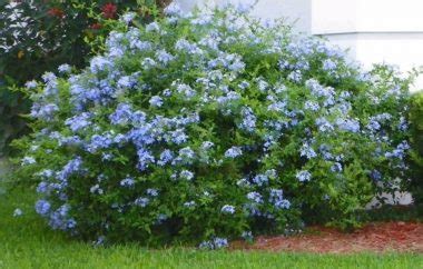 Conoce 3 tipos de arbusto siempre verde para tu jardín