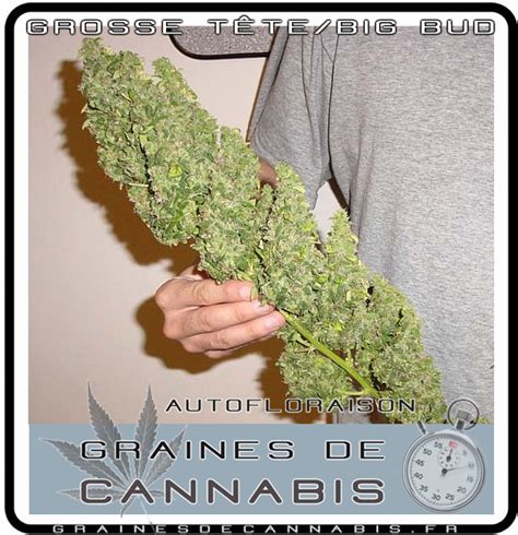 Graines De Cannabis Autofloraison Pour Lext Rieur