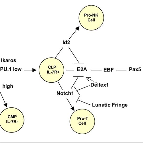 B cell differentiation and maturation scheme. Developmental stages of B ...