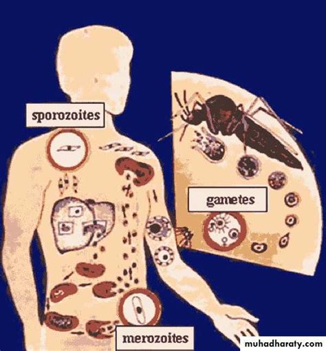 Protozoal Infections Pptx Infectious Muhadharaty