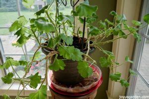 How To Prune Leggy Overgrown Geraniums