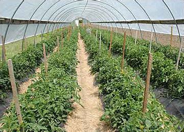 Watering And Fertilizing Tomatoes In A High Tunnel Mu Extension