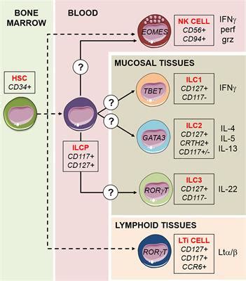 Frontiers Helper Innate Lymphoid Cells In Allogenic Hematopoietic