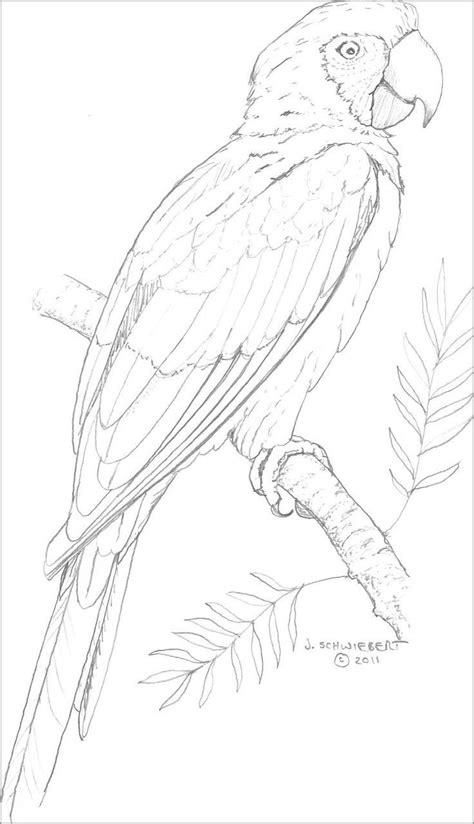 Macaw Coloring Pages Coloringbay