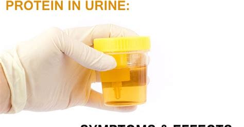 What Is The Cause Of Produce The Urine Protein