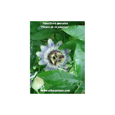 Flor de la pasión planta de pasionaria azul o Passiflora caerulea