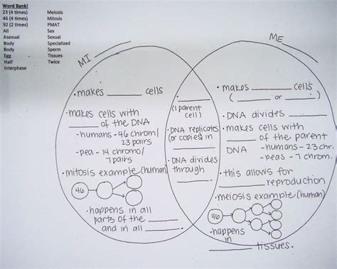 Mitosis Vs Meiosis Amoeba Sisters Worksheet