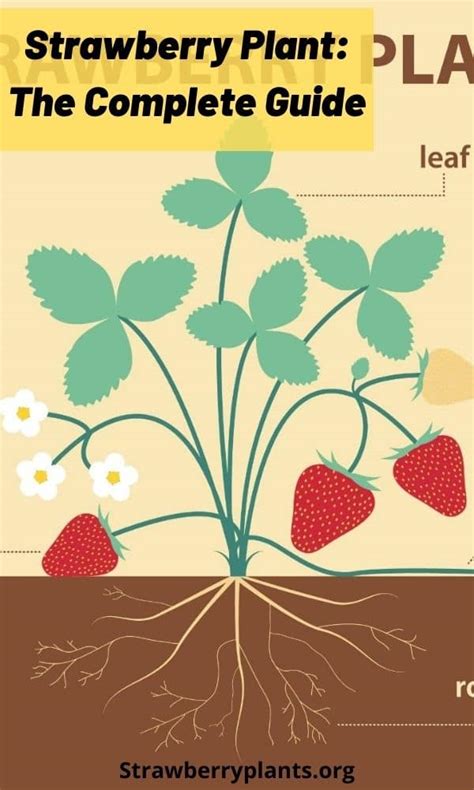 Strawberry Plant The Complete Guide Updated 2022