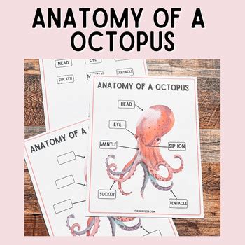 Anatomy of a Octopus by The 3 Busy Bees | TPT