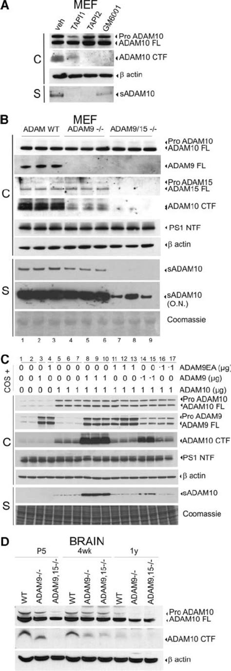 ADAM10 Ectodomain Shedding Is Mediated By ADAMs 9 And 15 A Western