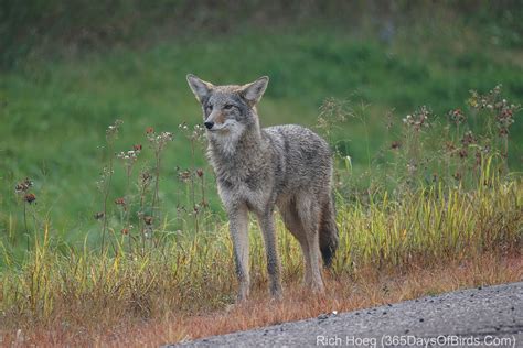 Coyote Or Timber Wolf 365 Days Of Birds