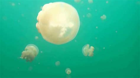 Jellyfish Lake In Palau YouTube