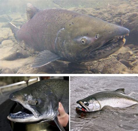 Salmonid Identification California Sea Grant