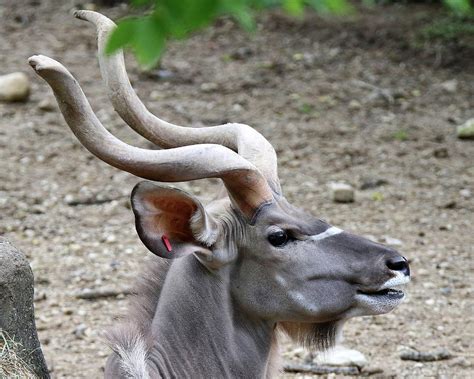 Spiral Horned Antelope Photograph By Arvin Miner Pixels