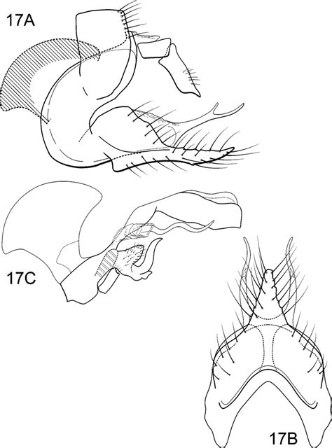 Protoptila Talamanca Flint Male Genitalia A Lateral B Segments Viii Download Scientific