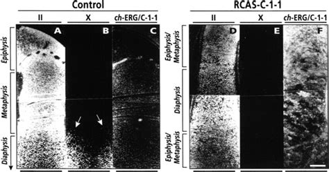 In Situ Hybridization Analysis Of Gene Expression In Day 10 Control