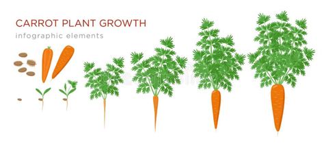 Elementos Infographic Das Fases Do Crescimento Vegetal Da Cenoura