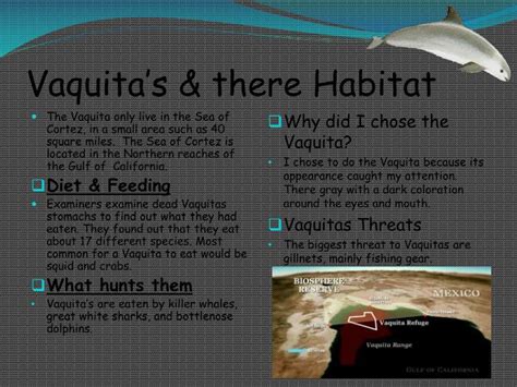 PPT - Vaquita Endangered organism PowerPoint Presentation - ID:2145652