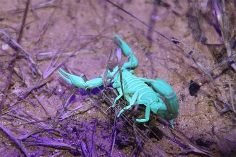 African fattail scorpion from חופית on August 30 2023 at 08 29 PM by