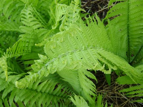 Fiddlehead Ferns - Our Tiny Homestead