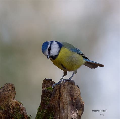 mésange bleue alain poisson Flickr