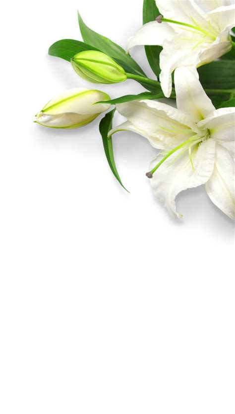 White Lilies On A White Background With Green Leaves