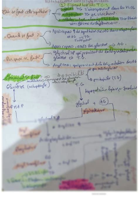 Solution Tout Savoir Sur Les Triglycerides Studypool