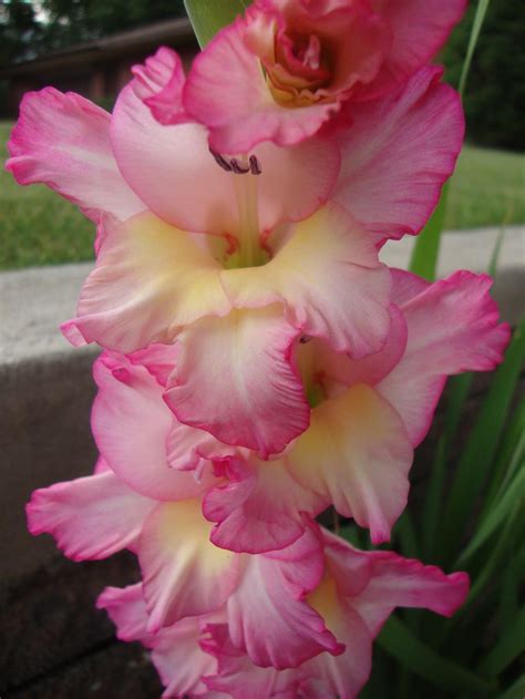 Gladiolus: Plant Care and Collection of Varieties - Garden.org