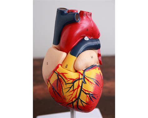 Medical Heart Model Anatomical Human Heart Physicians Etsy