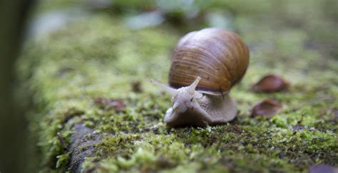 Free Images Nature Wildlife Green Fauna Shell Invertebrate