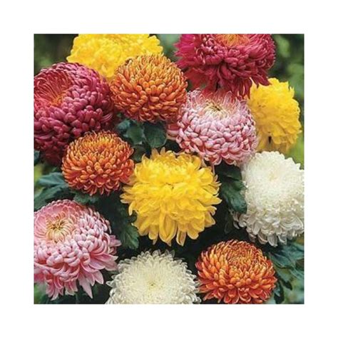 Buy Chrysanthemum Plant Hybrid Seed Online At Lowest Price