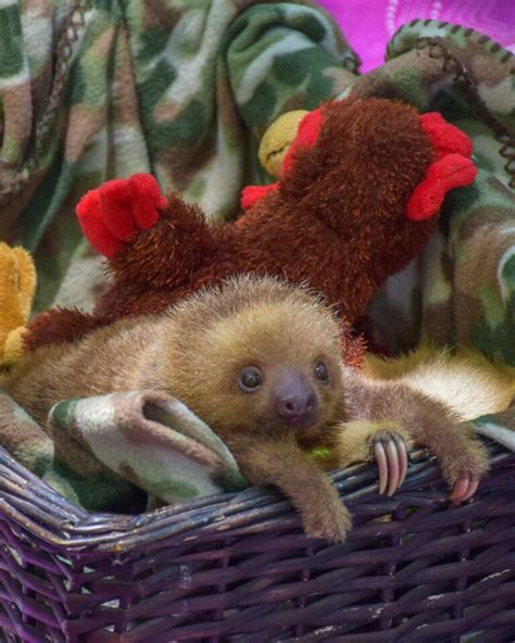 5 BEST Wildlife Rescue Centers In Costa Rica Costa Rica Travel Life