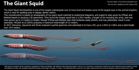giant squid  tentacles  hunting octonation