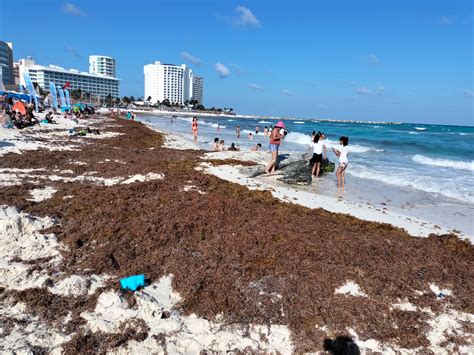 Recale de sargazo en Quintana Roo 2023 se estará intensificando