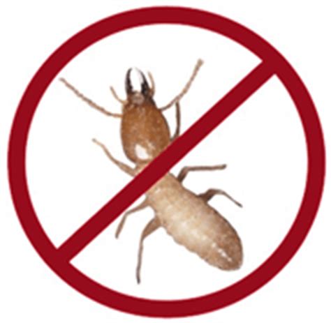 Sign of Termite Infestation and Remedies for Termite Control