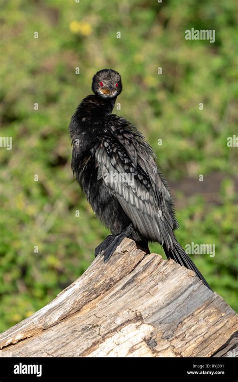 Long Tailed Fauna Hi Res Stock Photography And Images Alamy